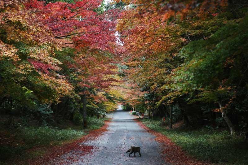 百済寺