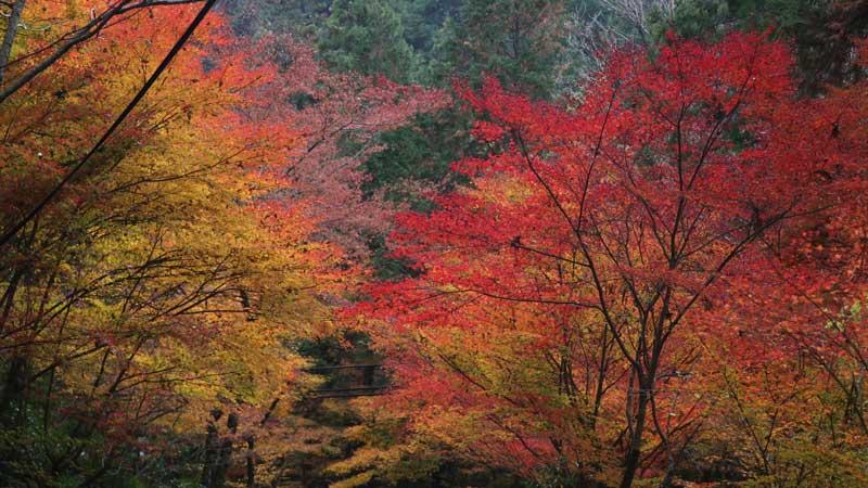 10月から12月 中部地方おすすめの紅葉旅