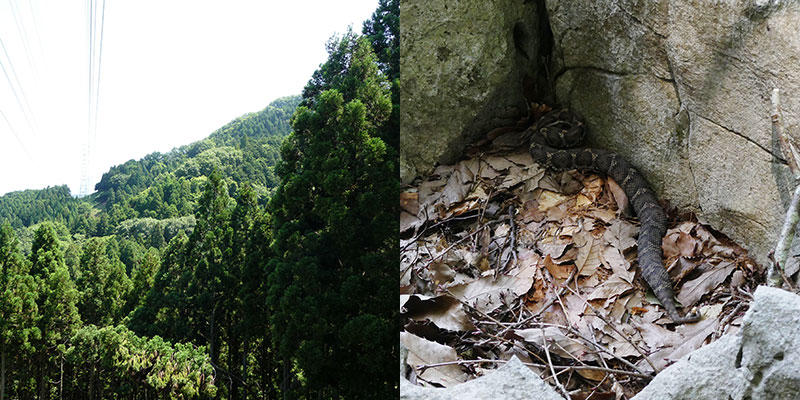 松尾寺山