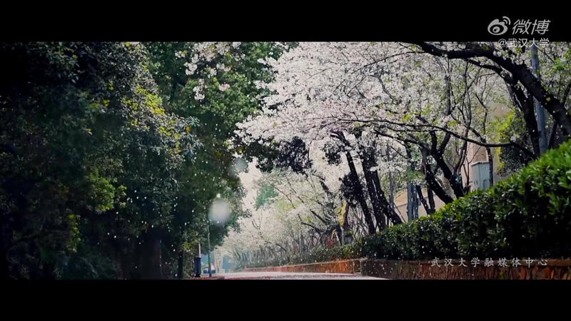 武漢大学の桜