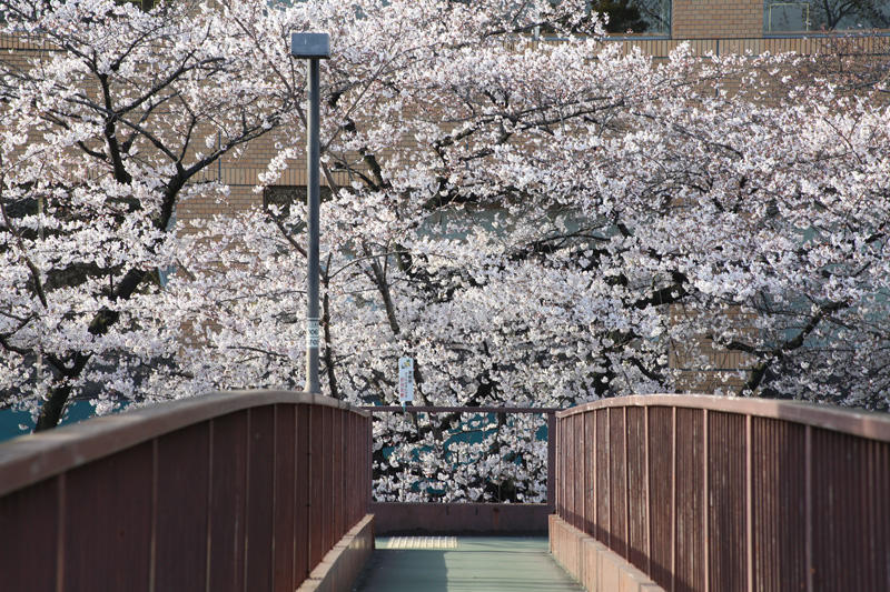 名古屋城の桜