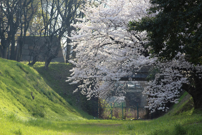 名古屋城の桜