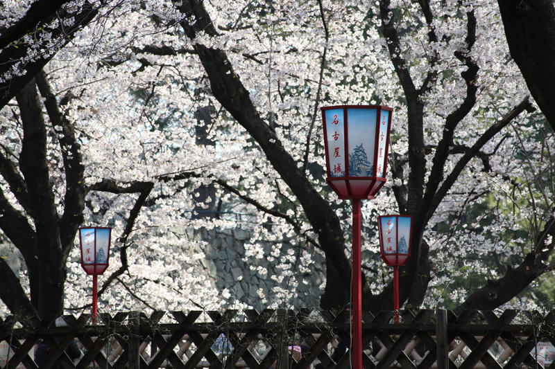 名古屋城の桜