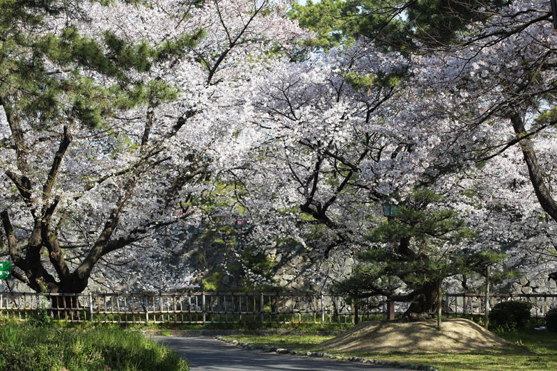 名古屋城の桜