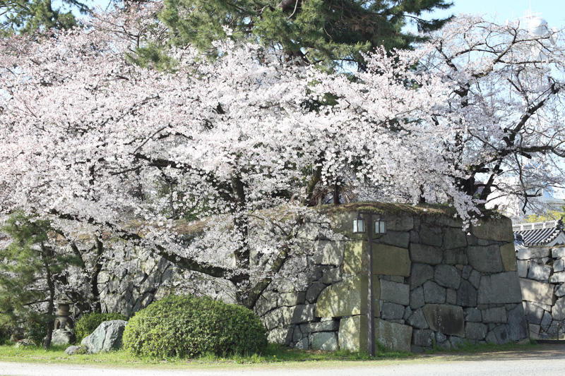 名古屋城の桜