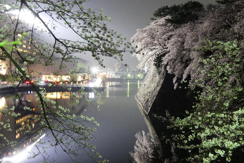 名古屋城の桜