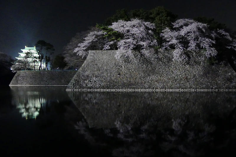 名古屋城の桜