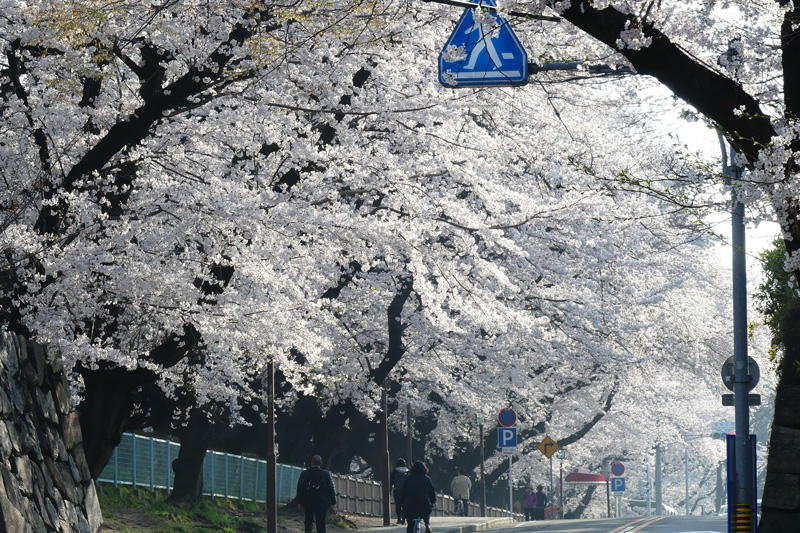 名古屋城の桜