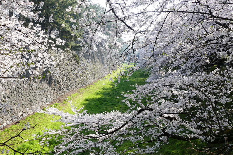 名古屋城の桜