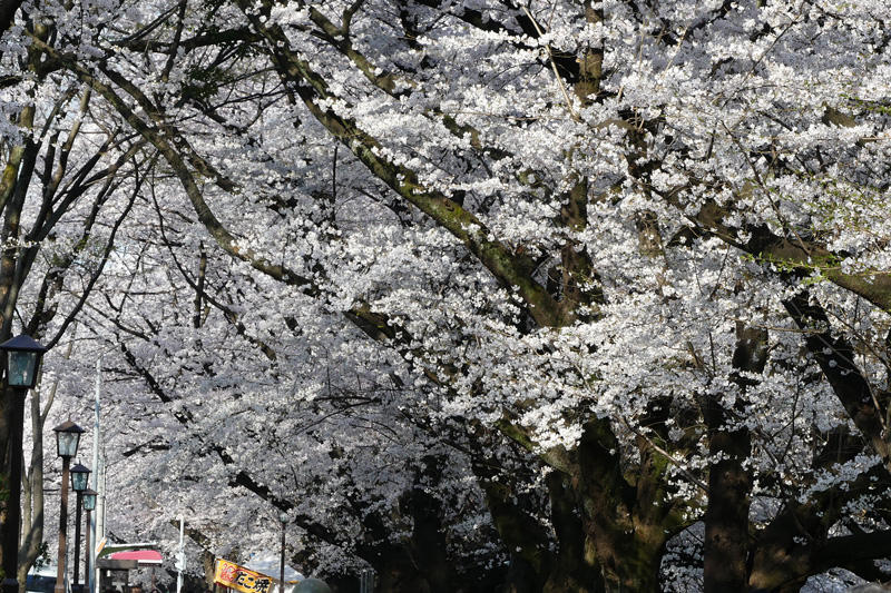 名古屋城の桜