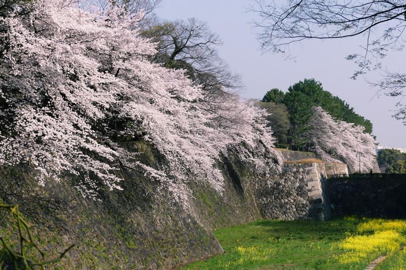 名古屋城の桜