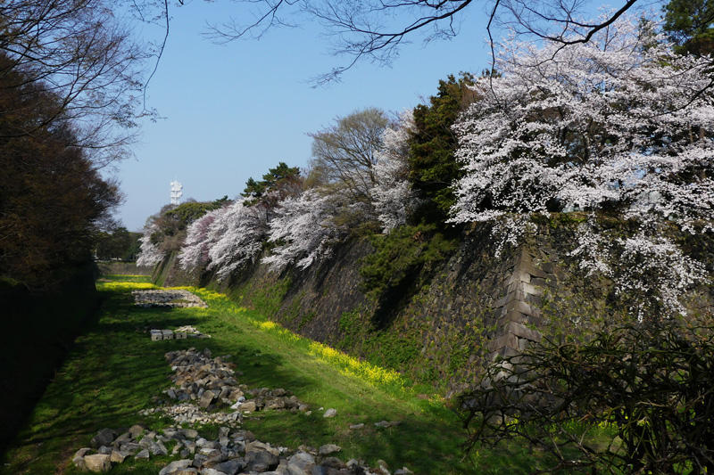 名古屋城の桜