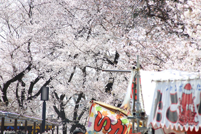 岡崎公園の桜