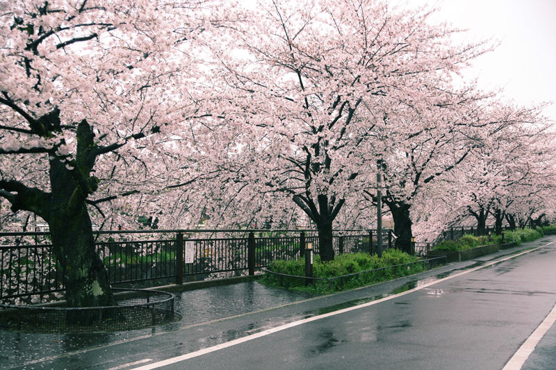 山崎川四季の道の桜