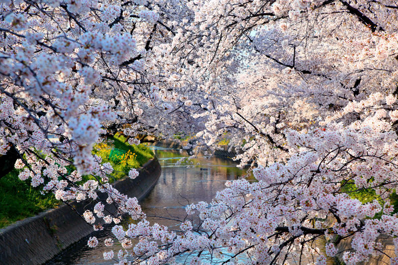 五条川の桜