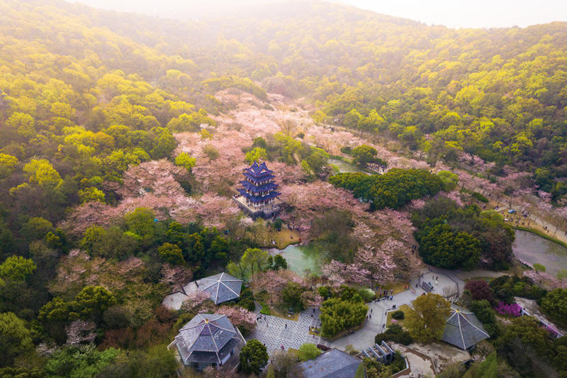 無錫黿頭渚の桜