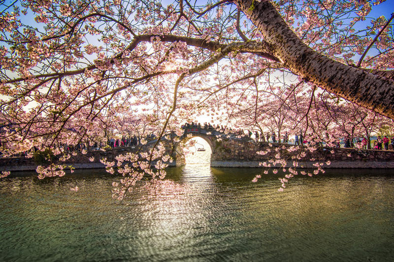 無錫黿頭渚の桜