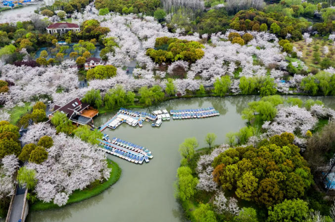 上海顧村公園の桜