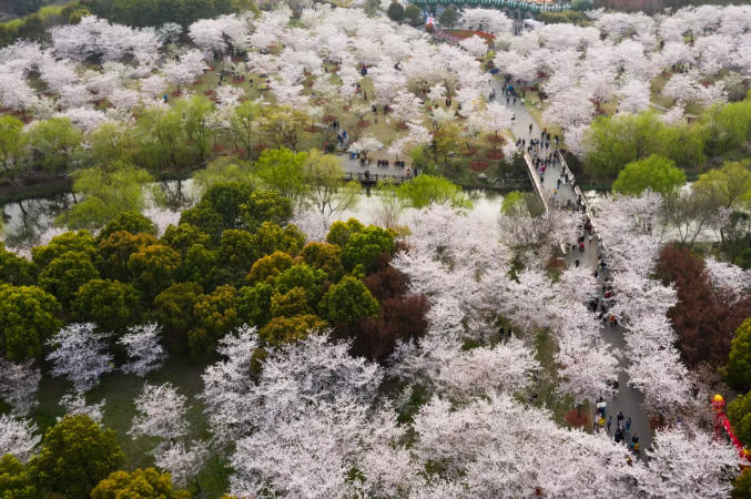 上海顧村公園の桜