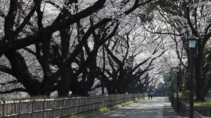 来年も咲く名古屋城の桜