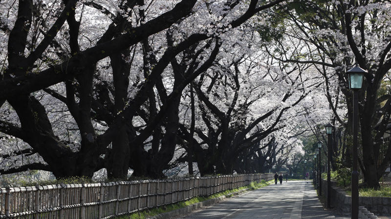 【Nakasha for the Future】来年も咲く名古屋城の桜