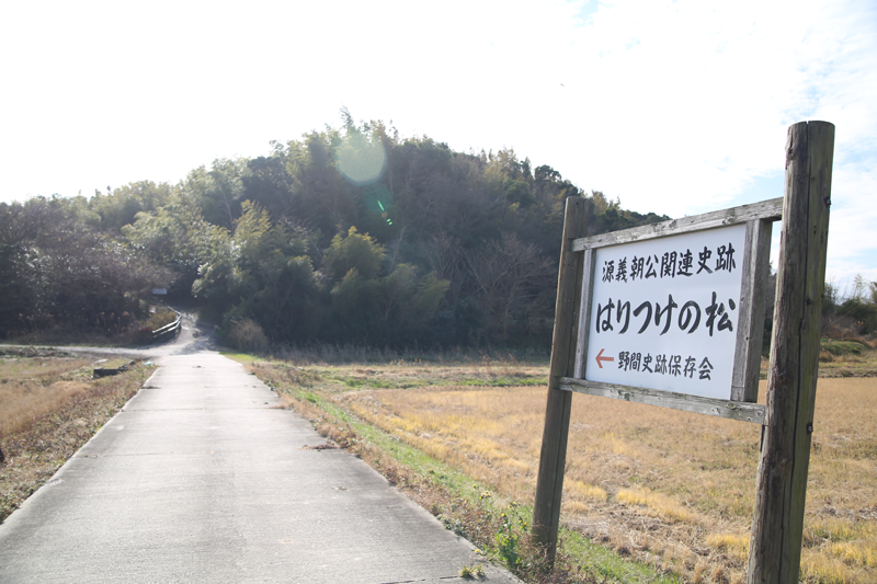 長田父子磔の松